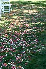 Wedding Flower Petals Ground