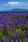 Mountain Flower Fields